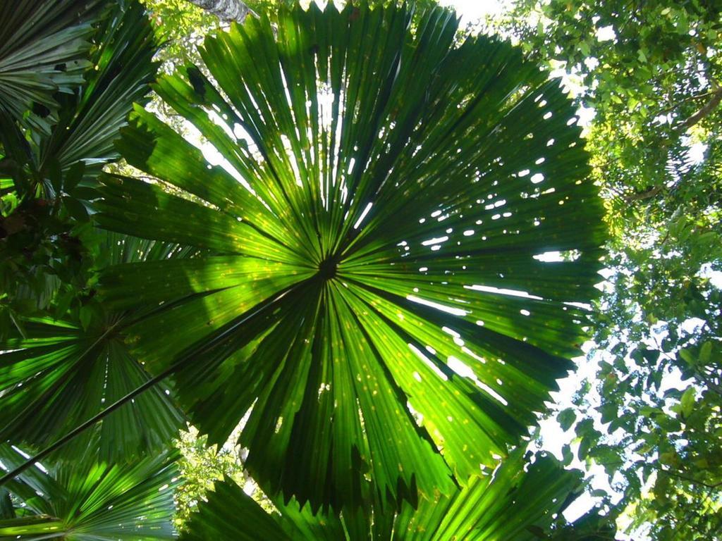Port Douglas Retreat Eksteriør bilde